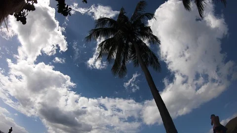 Timelapse of palm trees and clouds on a beach Stock Footage 120074734