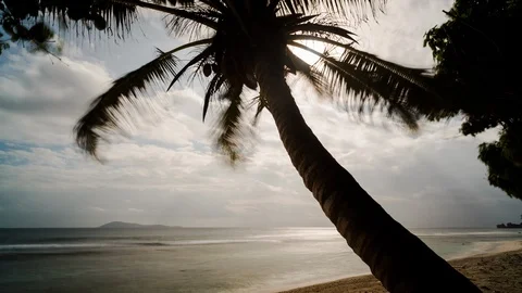 Timelapse of palm trees on the beach Stock Footage 101650812