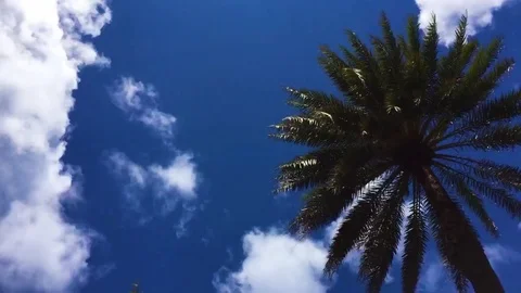 TIMELAPSE: Palm Trees Blue Sky 스톡 동영상 81431975