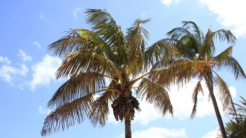 Timelapse of palm trees with cloudy sky 4k Stock Footage 90379442
