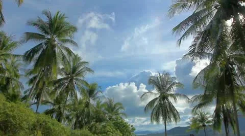 TimeLapse palmTrees Stock Footage 21087681
