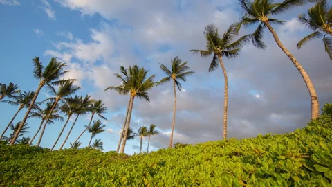 TIMELAPSE PALMTREES HAWAII BEACH Stock Footage 168143050