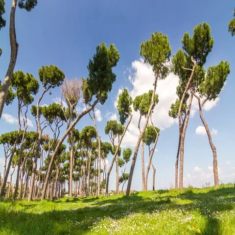 Timelapse of park with tipical mediterranean region Stone Pines (Pinus pinea) Stockbeeldmateriaal 69543791