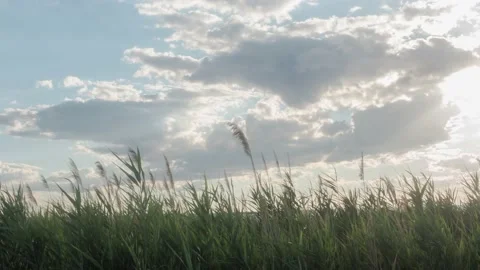 Timelapse of passing clouds over the lake reeds Vídeos de archivo 201173636