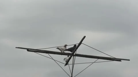 Timelapse of passing clouds over three doves resting on the antenna 스톡 동영상 220637886