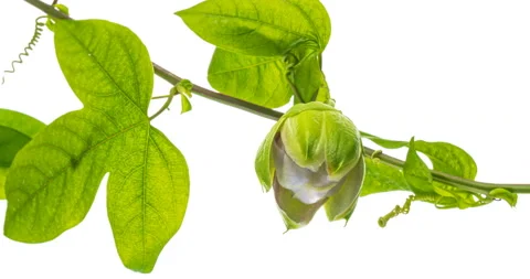 Timelapse of passion flower blooming on white background. Wedding backdrop Stock Footage 143662964