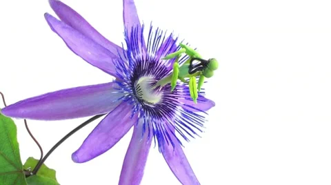 Timelapse of passion flower on white, close Stock Footage 10303964