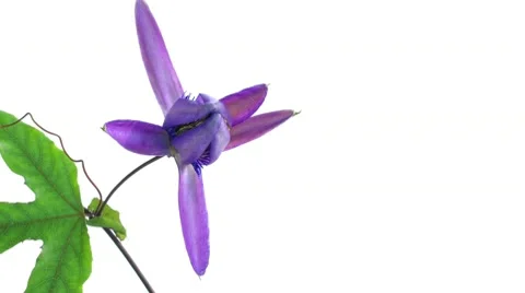 Timelapse of passion flower on white Stock Footage 10303549