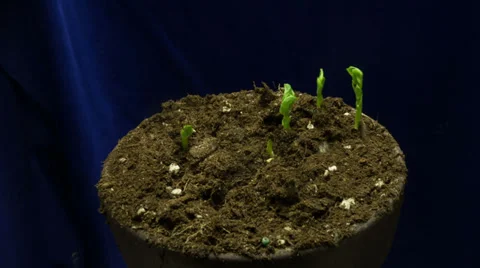 Timelapse of Pea's growing Vídeo Stock 24093303