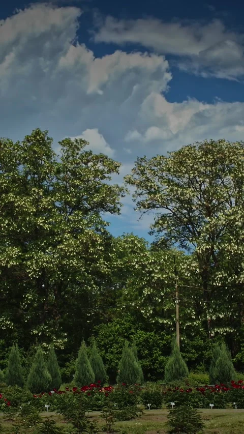 Timelapse people walking and Taking Photos of Blooming Spring Trees in Green Stock Footage 341339206