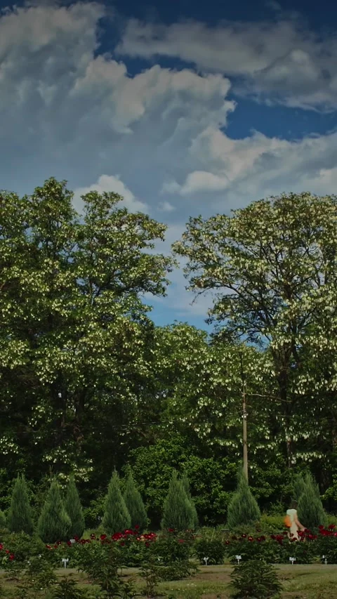 Timelapse people walking and Taking Photos of Blooming Spring Trees in Green Stock Footage 341339276