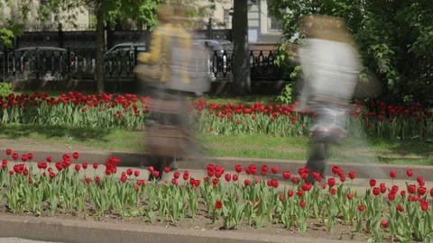 Timelapse of people walking in park Video stock 237443559