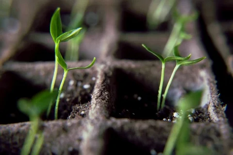Timelapse Peppers Growing Stock Footage 81372186