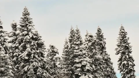 Timelapse of perfect snow-covered pine trees gently moving under calm winte.. Stock-Footage 311875988