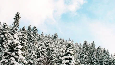 Timelapse of perfect snow-covered pine trees gently moving under calm winte.. Vídeos de archivo 318362256