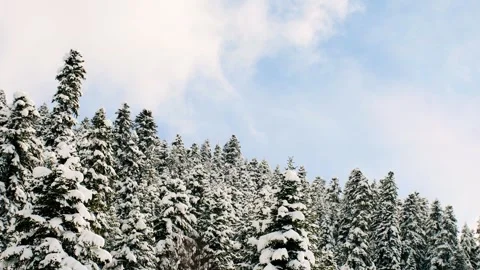 Timelapse of perfect snow-covered pine trees gently moving under calm winte.. Stock Footage 328878679