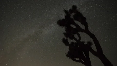 Timelapse of Persid Meteor Shower behind Joshua Tree Vidéo 197089636