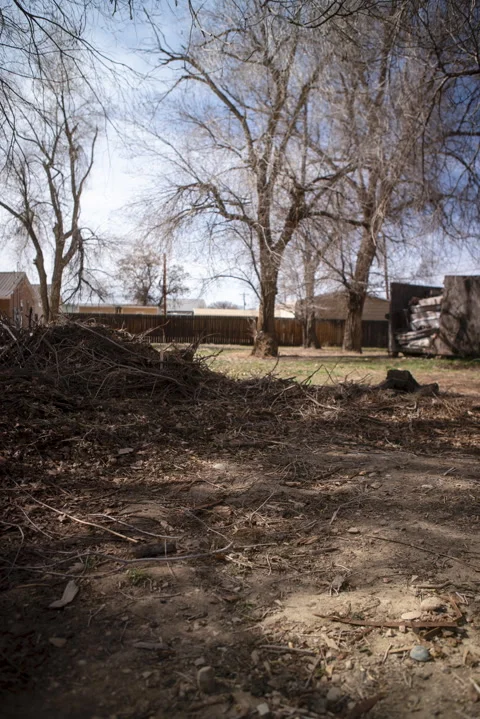 Timelapse of Picking Up Pile of Sticks with Dumpster in Background Stock Footage 330744756