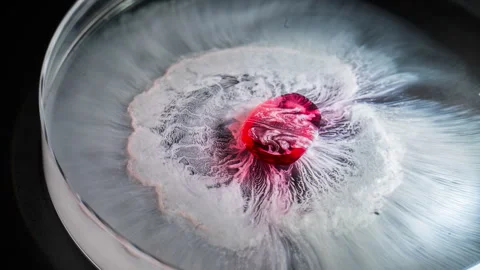 Timelapse of pill dissolving in liquid with red focus and dynamic foamy texture Stock Footage 304434735
