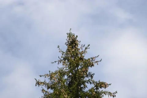 Timelapse of pine and clouds Stock Footage 139152731