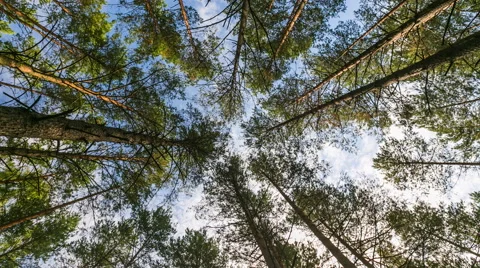 Timelapse of pine forest from below (view from below) and blue sky Stock Footage 58757315