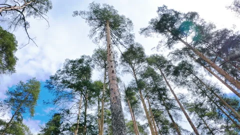 Timelapse of pine forest. Bottom view. Stock Footage 91162110