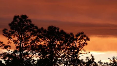 Timelapse pine forest Stock Footage 71632799