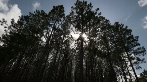 Timelapse of pine forest Stockbeeldmateriaal 84784938