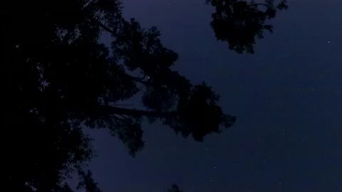 Timelapse of a pine forest with a starry sky while the sun is setting and rising Stock Footage 157207957