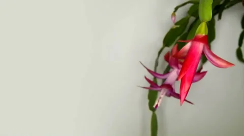 Timelapse of pink flower blooming Stock Footage 55450014