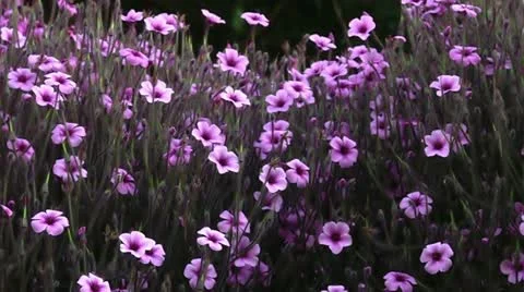 Timelapse pink flowers Video stock 11606694