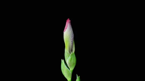 Timelapse of pink Iris flower blooming on black background. Blooming peony Stock Footage 232633296
