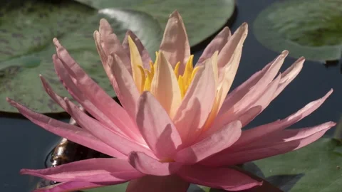 Timelapse of pink lotus water lily flower opening in pond, waterlily blooming 4K Stock Footage