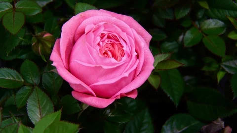 Timelapse of pink rose blooming Stock Footage 126283875