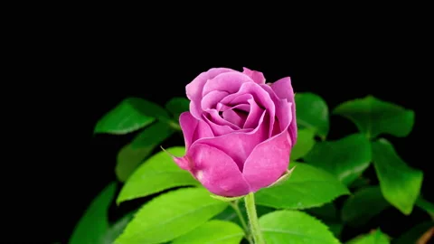 Timelapse of pink rose flower blooming on black background. Blooming rose flower Stock Footage 200893528