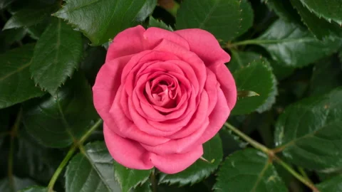 Timelapse of pink rose growing blossom from bud to big flower on green leaves Stock Footage