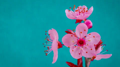Timelapse: pink spring blossom petals opening on turquoise blue background Stock Footage 341304224