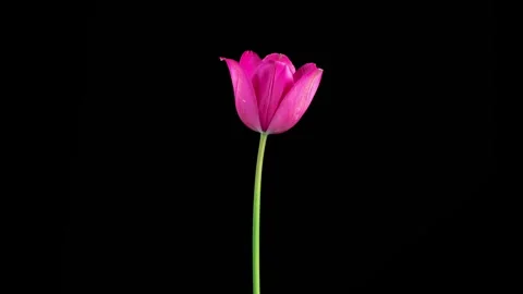Timelapse of Pink Tulip Flower Opening Video stock 343404491