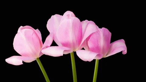 Timelapse of Pink Tulips Flowers Opening Stock Footage