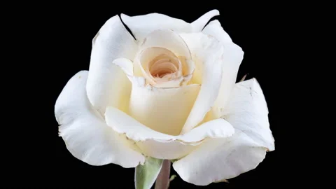 Timelapse of pink white flower blooming on black background. Blooming rose Stock Footage 221450184