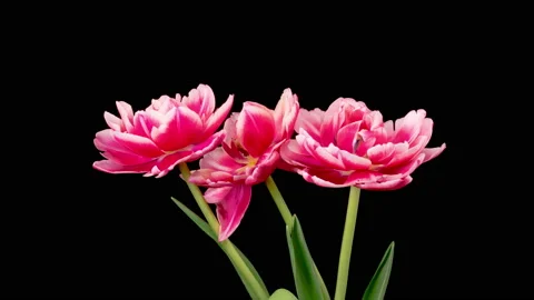 Timelapse of Pink White Peony Tulips Flowers Opening Stock Footage