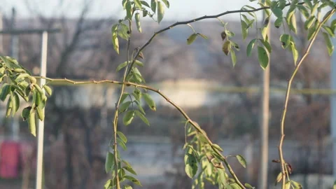 Timelapse of plant branches against the background of traffic on the road of Vídeos de archivo 227477297