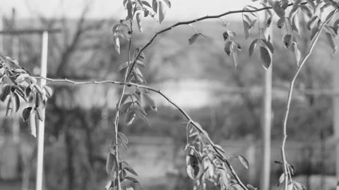 Timelapse of plant branches against the background of traffic on the road of Vídeos de archivo 227477299