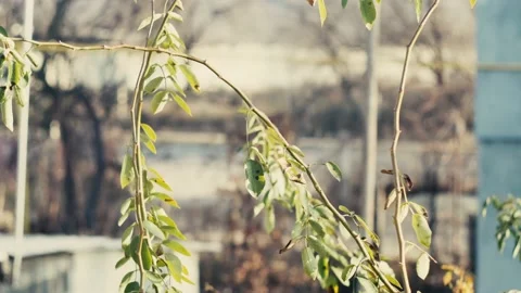 Timelapse of plant branches against the background of traffic on the road of Vídeos de archivo 227477424