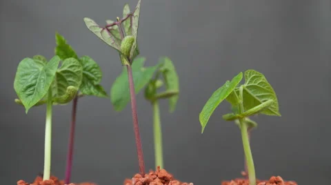 Timelapse of plant growing Stock Footage