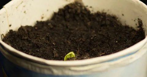 Timelapse of plant growing Stock Footage 73043743