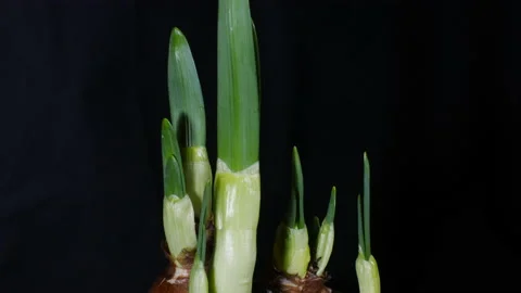 Timelapse of a plant growing  in springtime Stock Footage 172506824