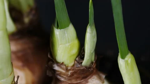 Timelapse of a plant growing  in springtime Stock Footage 172524327
