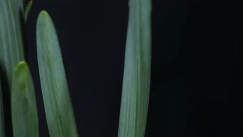 Timelapse of a plant growing  in springtime Vidéo 172524519