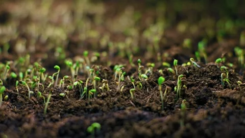 TimeLapse of Plant Seedlings Sprouting from Soil A Stunning Growth Process Vídeos de archivo 301516993